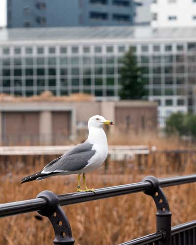 上野動物園 園内