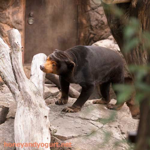 上野動物園 マレーグマ キョウコ