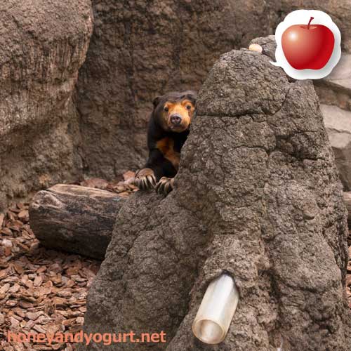 上野動物園 マレーグマ キョウコ