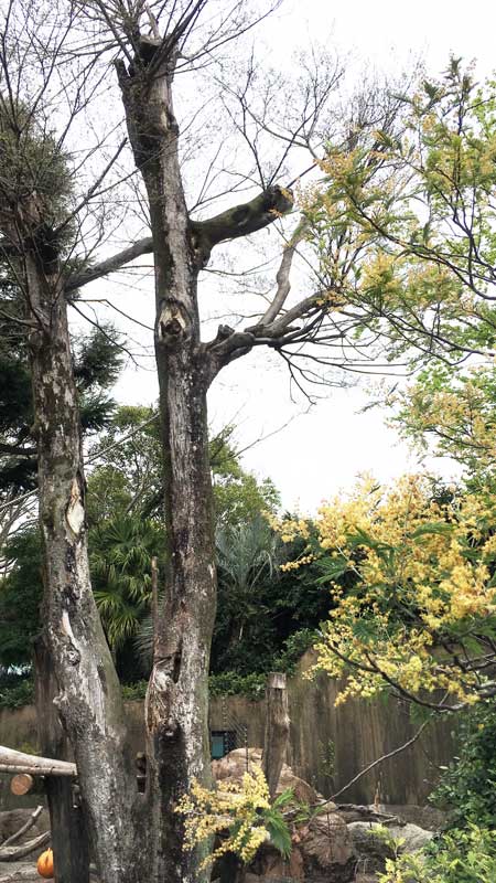 上野動物園 マレーグマ舎