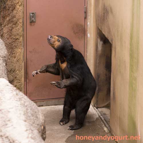 上野動物園 マレーグマ モモコ
