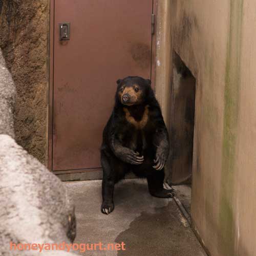 上野動物園 マレーグマ モモコ