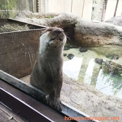 上野動物園　マレーグマ舎