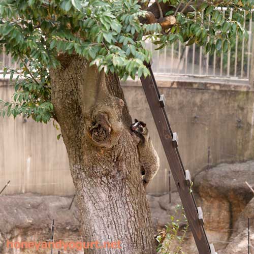 上野動物園　マレーグマ舎