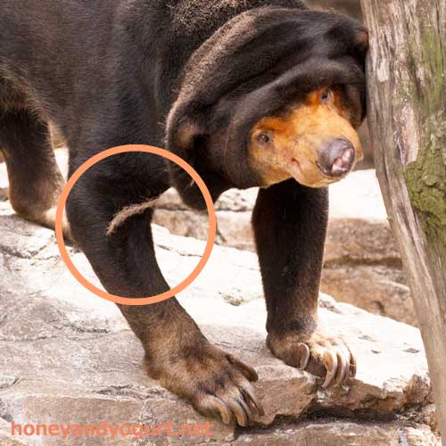 上野動物園　マレーグマ　キョウコ
