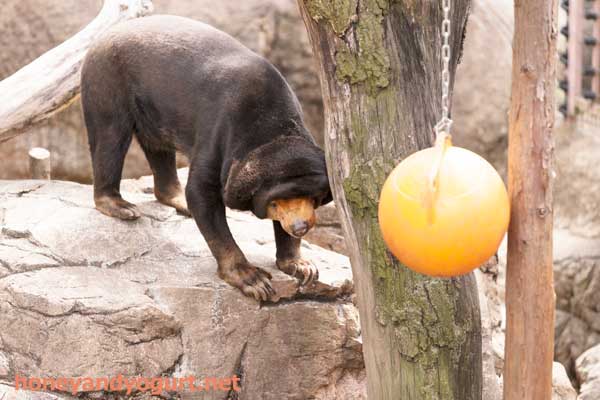 上野動物園　マレーグマ　キョウコ
