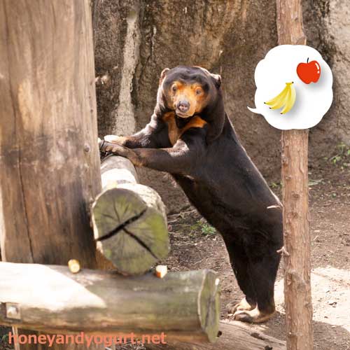 上野動物園　マレーグマ　キョウコ