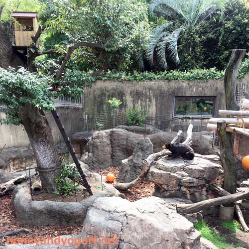 上野動物園　マレーグマ舎