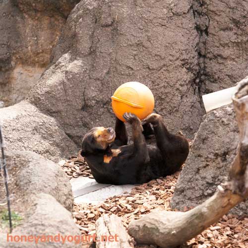 上野動物園　マレーグマ　キョウコ
