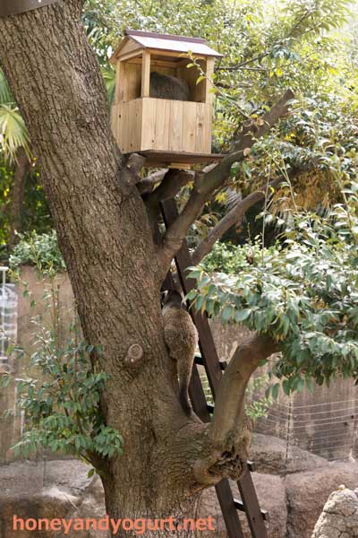 上野動物園　マレーグマ舎