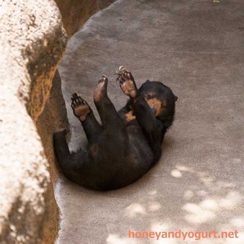 上野動物園　マレーグマ　モモコ