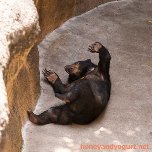 上野動物園　マレーグマ　モモコ