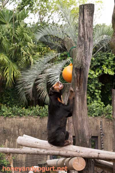 上野動物園　マレーグマ　キョウコ