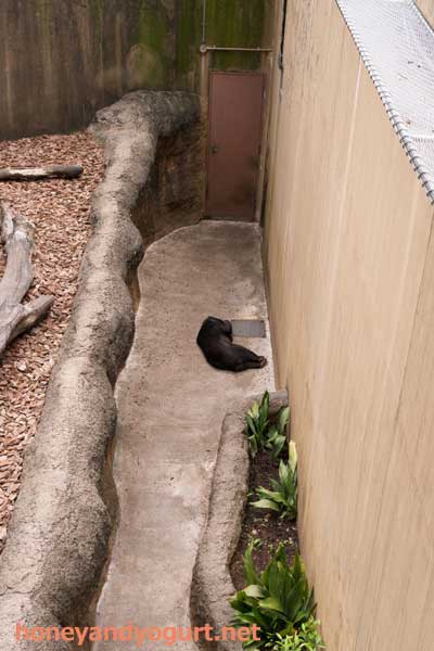 上野動物園　マレーグマ　モモコ