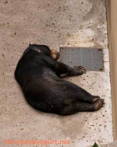 上野動物園　マレーグマ　モモコ