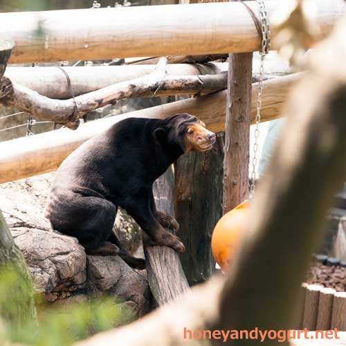 上野動物園 マレーグマ キョウコ