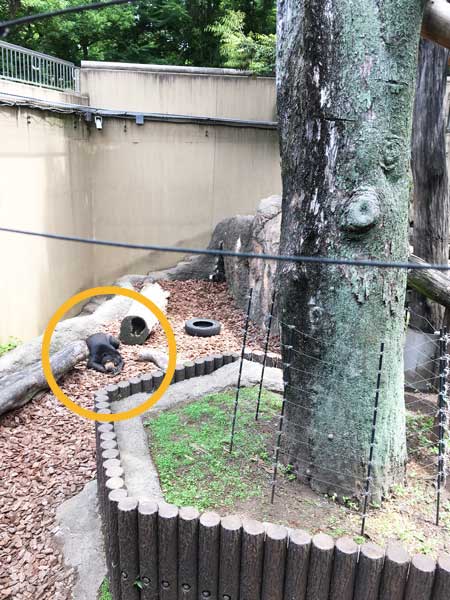 上野動物園 マレーグマ モモコ