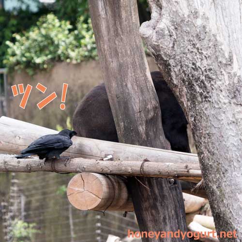 上野動物園　マレーグマ　キョウコ