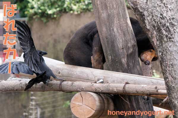 上野動物園　マレーグマ　キョウコ