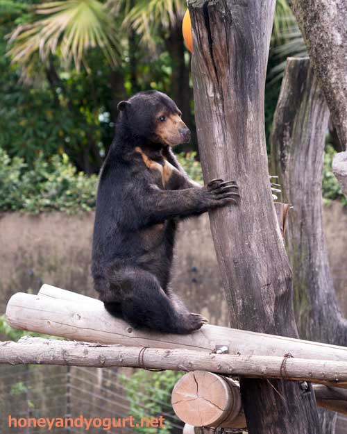 上野動物園　マレーグマ　モモコ