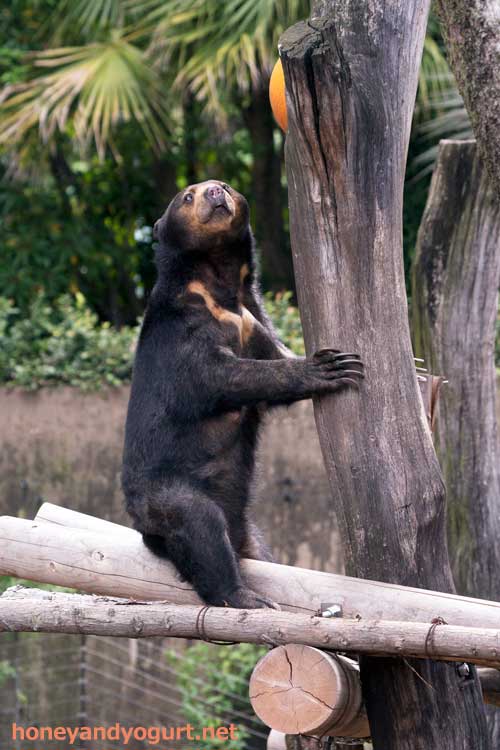 上野動物園　マレーグマ　モモコ
