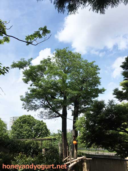 上野動物園　マレーグマ舎