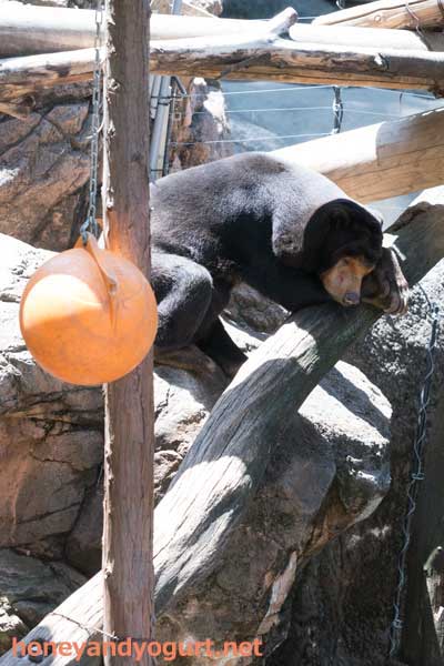上野動物園 マレーグマ キョウコ