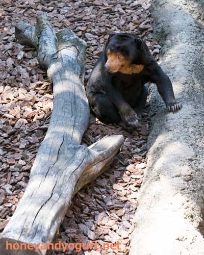上野動物園 マレーグマ キョウコ