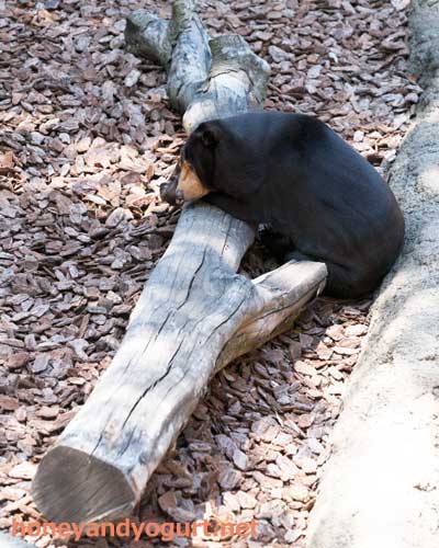 上野動物園 マレーグマ キョウコ