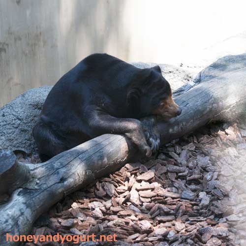 上野動物園 マレーグマ キョウコ