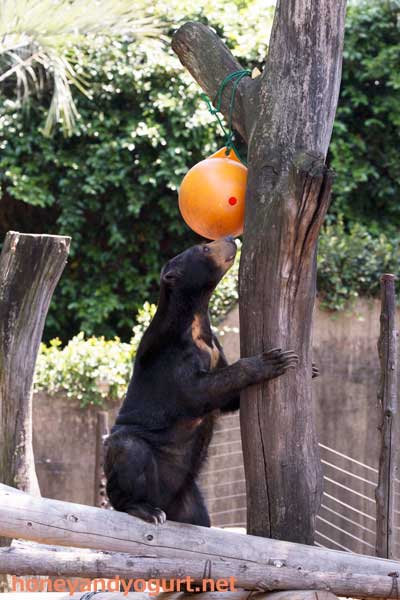 上野動物園 マレーグマ モモコ