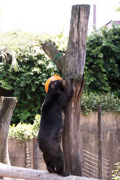 上野動物園 マレーグマ モモコ