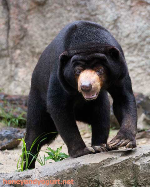 平川動物公園　マレーグマ　ウラン