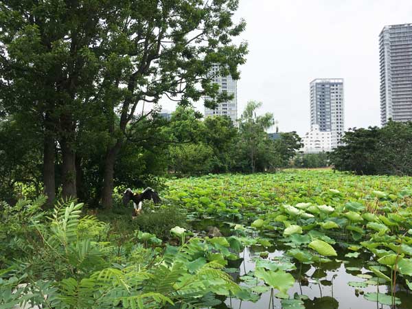 上野動物園 不忍池