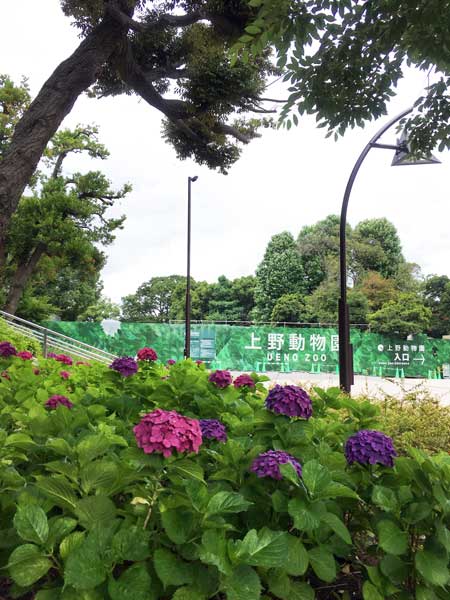 上野動物園　表門前