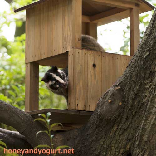 上野動物園　マレーグマ舎