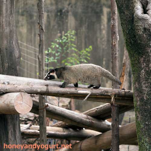 上野動物園　マレーグマ舎