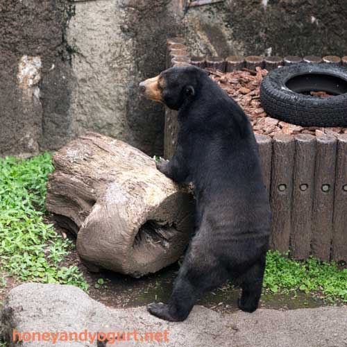 上野動物園　マレーグマ　モモコ