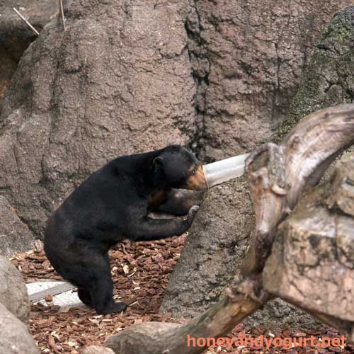 上野動物園　マレーグマ　モモコ