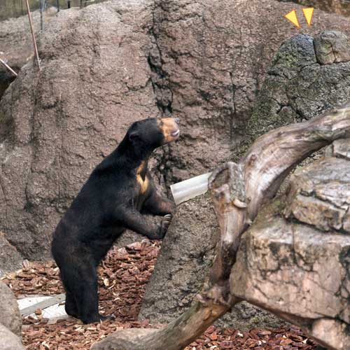 上野動物園　マレーグマ　モモコ