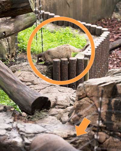 上野動物園　マレーグマ舎