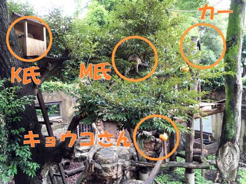 上野動物園　マレーグマ舎
