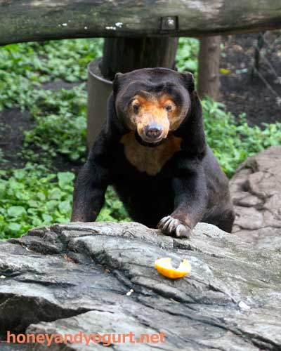上野動物園　マレーグマ　キョウコ