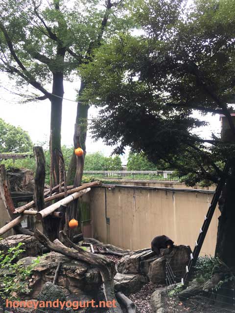 上野動物園　マレーグマ　キョウコ