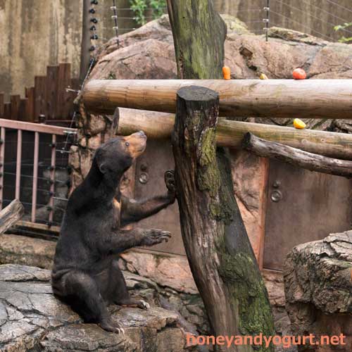 上野動物園　マレーグマ　モモコ