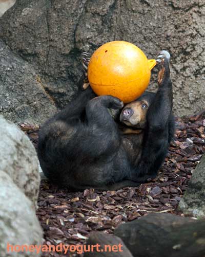 上野動物園　マレーグマ　モモコ