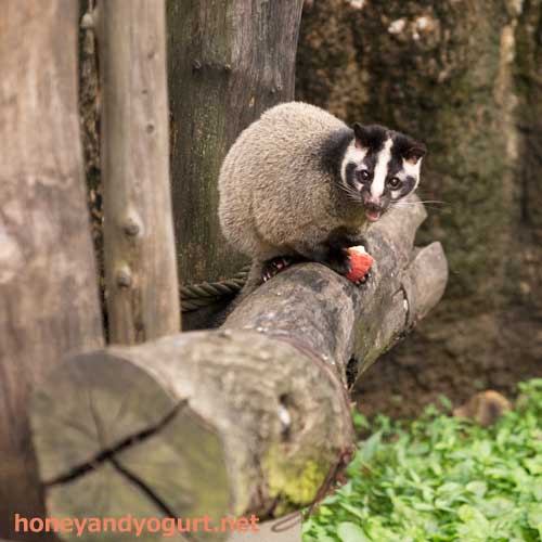 上野動物園 マレーグマ舎