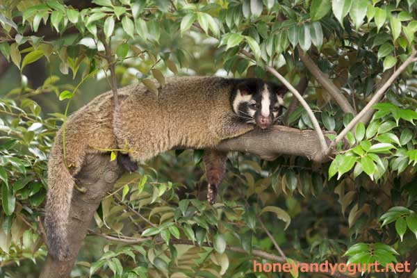 上野動物園 マレーグマ舎