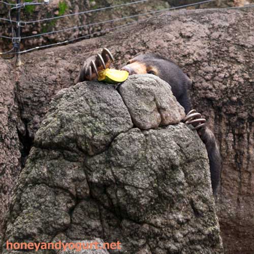 上野動物園 マレーグマ モモコ