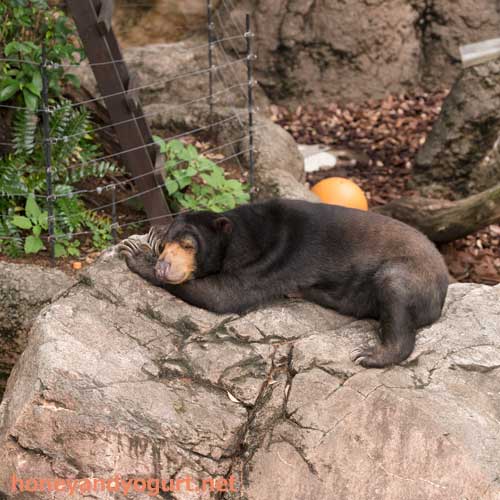 上野動物園 マレーグマ モモコ
